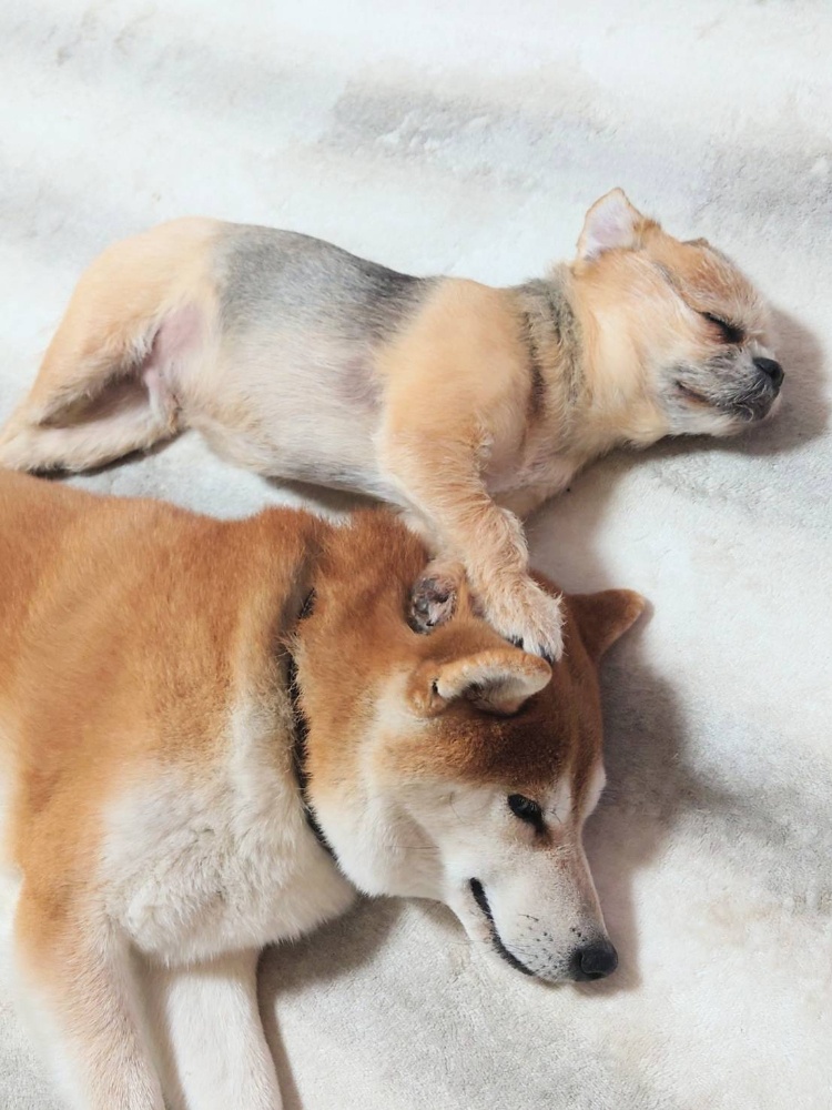 の画像
